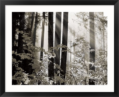 Framed Misty Forest Print