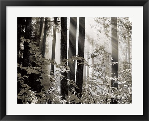 Framed Misty Forest Print