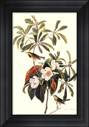 Framed Bachman&#39;s Warbler Print