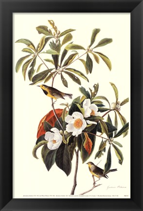 Framed Bachman&#39;s Warbler Print