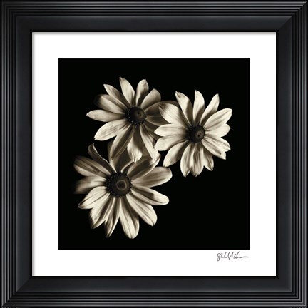 Framed Three Black - Eyed Susans Print