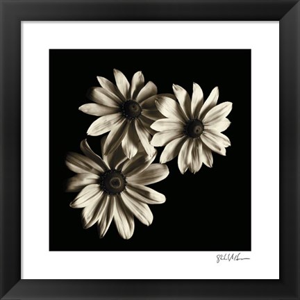 Framed Three Black - Eyed Susans Print