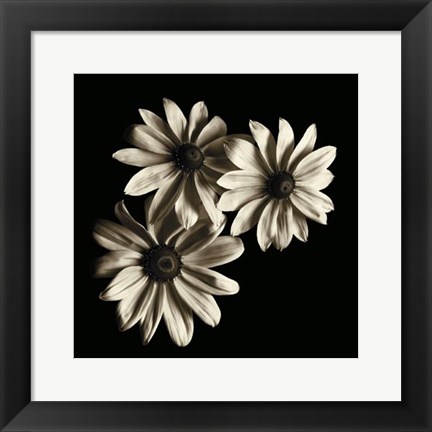 Framed Three Black - Eyed Susans Print