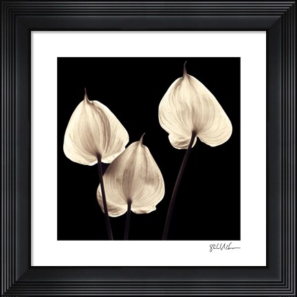 Framed Three Tropicals Print