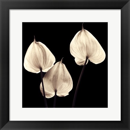 Framed Three Tropicals Print