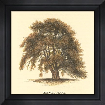 Framed Oriental Plane Print