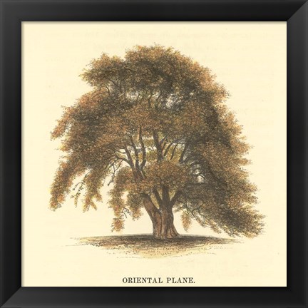 Framed Oriental Plane Print