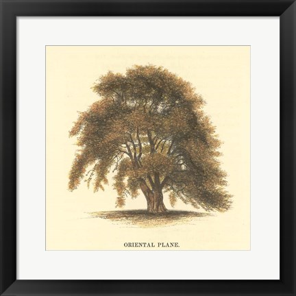 Framed Oriental Plane Print