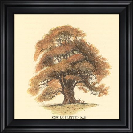 Framed Sessile-Fruited Oak Print