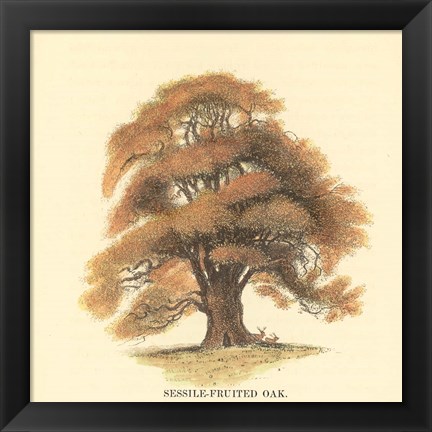 Framed Sessile-Fruited Oak Print