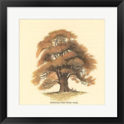 Framed Sessile-Fruited Oak Print