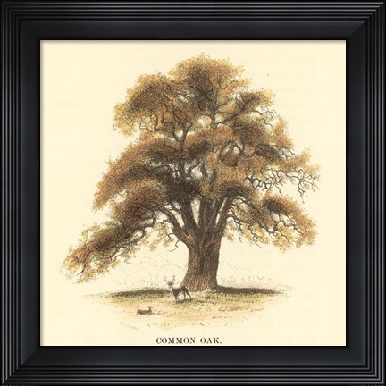 Framed Common Oak Print