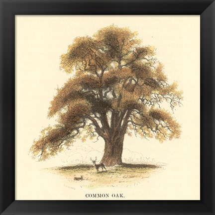 Framed Common Oak Print