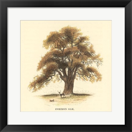 Framed Common Oak Print