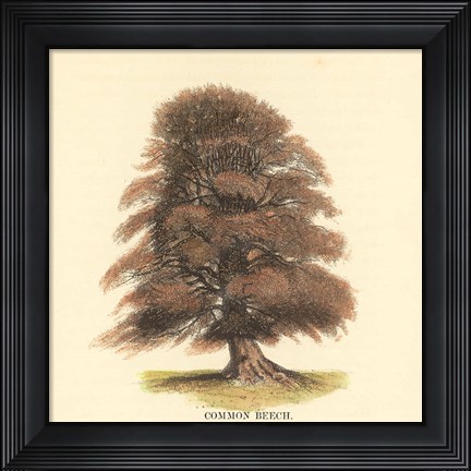 Framed Common Beech Print