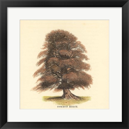 Framed Common Beech Print