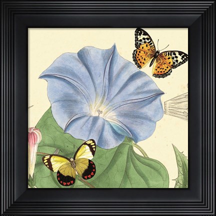 Framed Morning Glory Print