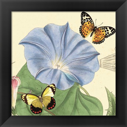 Framed Morning Glory Print