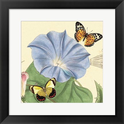 Framed Morning Glory Print