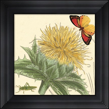 Framed Star Thistle Print
