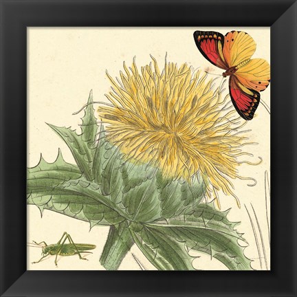 Framed Star Thistle Print