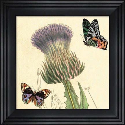 Framed Field Thistle Print