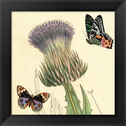 Framed Field Thistle Print