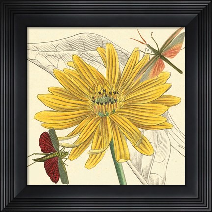 Framed Indian Cup Print