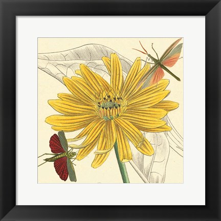 Framed Indian Cup Print