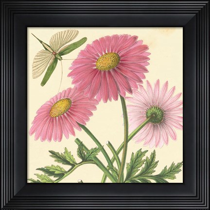 Framed Pink Gerber Print