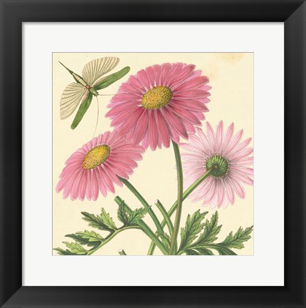Framed Pink Gerber Print