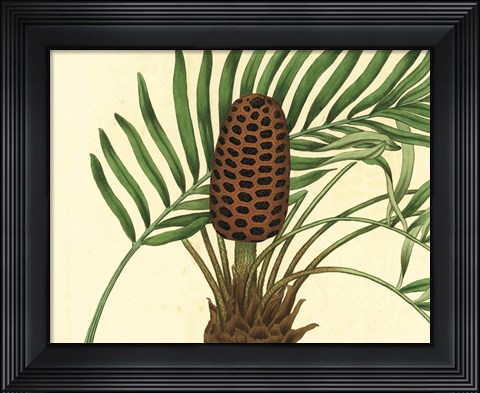 Framed Palmetto III Print