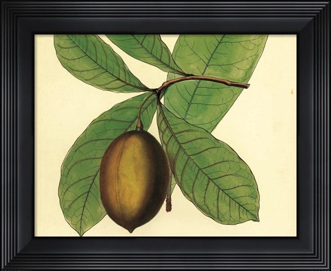 Framed Palmetto IV Print