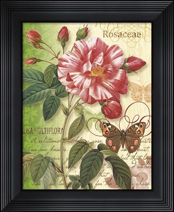 Framed Rose Splendor I Print