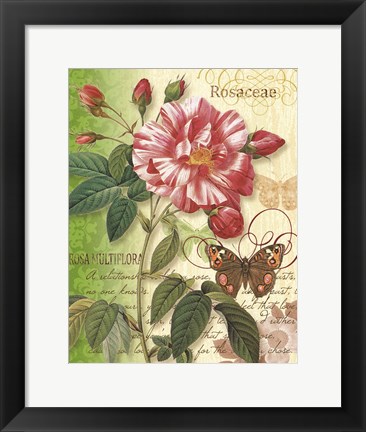 Framed Rose Splendor I Print