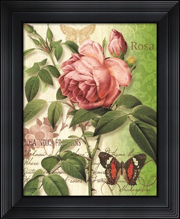 Framed Rose Splendor II Print