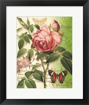 Framed Rose Splendor II Print