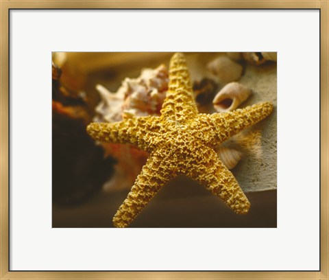 Framed Starfish I Print