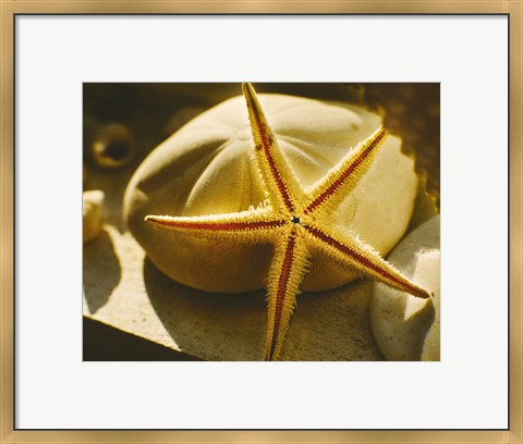 Framed Starfish II Print