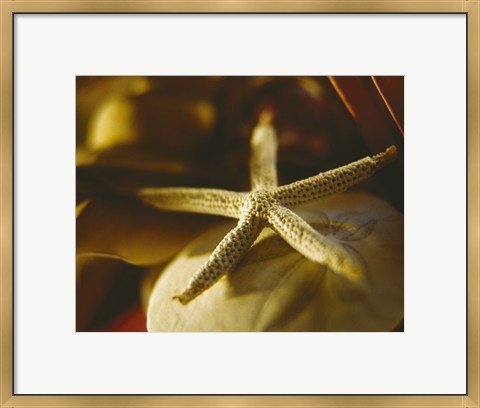 Framed Starfish III Print