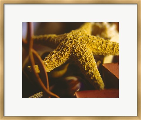 Framed Starfish IV Print