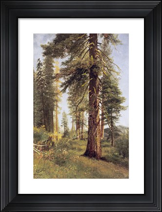 Framed California Redwoods Print