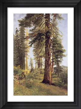 Framed California Redwoods Print