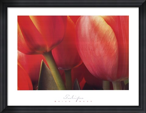 Framed Tulips Print