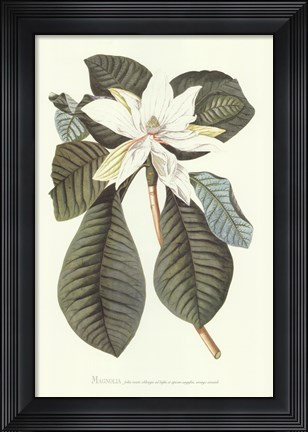 Framed Magnolia Folis Oblongis Print