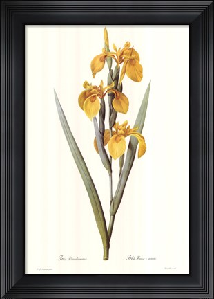 Framed Iris Pseudacorus Print