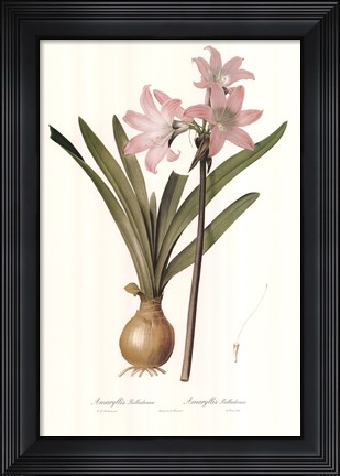Framed Amaryllis Belladonna Print