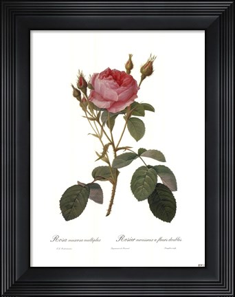 Framed Muscosa Multiplex Print