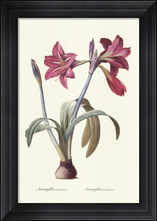 Framed Amaryllis Brasiliensis Print