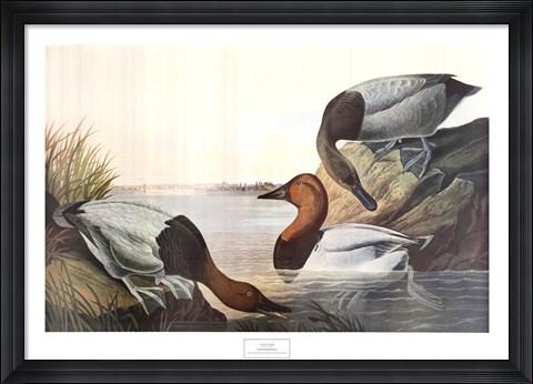 Framed Canvas Backed Duck Print